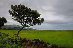 Trip to Pico Island