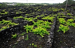 Trip to Pico Island