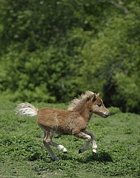 Miniature Horse Foal