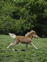 Miniature Horse Foal