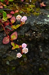 Flowers of the Azores