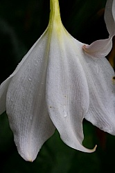 Flowers of the Azores