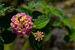 Flowers of the Azores