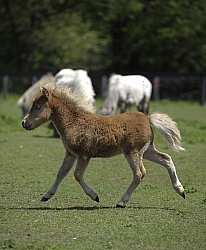 Miniature Horse Foal