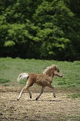 Miniature Horse Foal