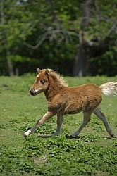 Miniature Horse Foals