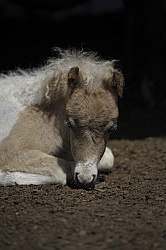 Miniature Horse Foals