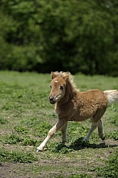 Miniature Horse Foals