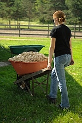 Bringing in Shavings