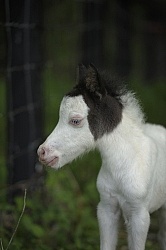Miniature Horse Foals
