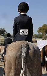 Hunter at Show