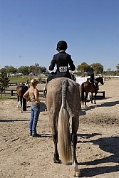 Hunter at Show