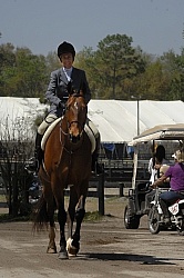 Hunter at Show