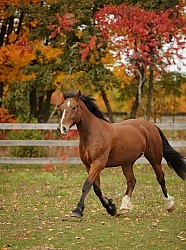 Welsh Cob Free Running