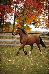 Welsh Cob Free Running