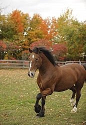 Welsh Cob Free Running