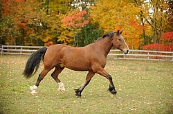 Welsh Cob Free Running