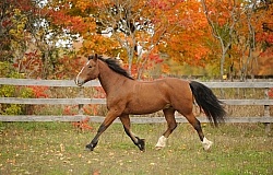 Welsh Cob Free Running