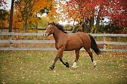 Welsh Cob Free Running
