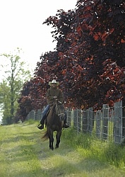 Trail Riding Western in Fall