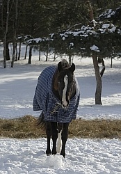 Winter Blankets