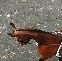 Dressage Braids