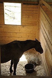 Sick Horse in Stall