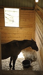 Sick Horse in Stall
