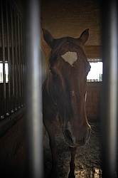 Stall Rest Sick Horse in Stall