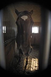Sick Horse in Stall