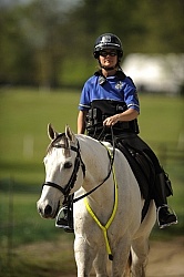 Reflective Wear on Horses
