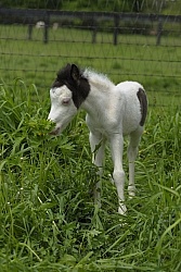 Miniature Horse Foals