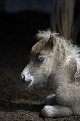 Miniature Horse Foals
