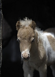 Miniature Horse Foals