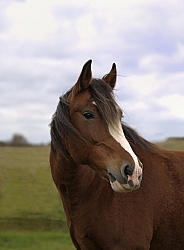 Clydesdale Cross Portrait