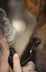 Vet Checking Eye