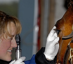 Vet Checking Eye