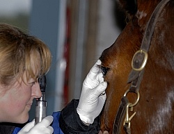 Vet Checking Eye