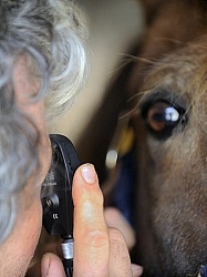 Vet Checking Eye