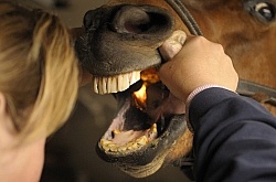 Vet Checking Teeth