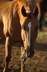 Eating Hay
