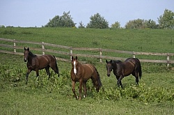 Hanoverians Free Running