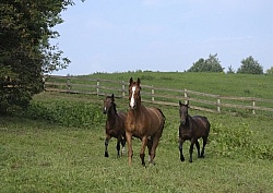 Hanoverians Free Running