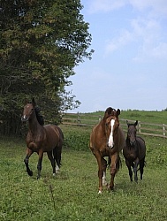 Hanoverians Free Running