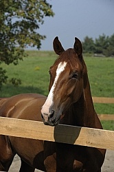 Hanoverian Portrait
