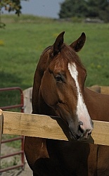 Hanoverian Portrait