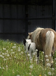 Miniature Horse Mare and Foal