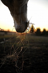  Eating Hay