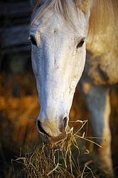 Eating Hay