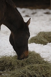 Eating Hay
